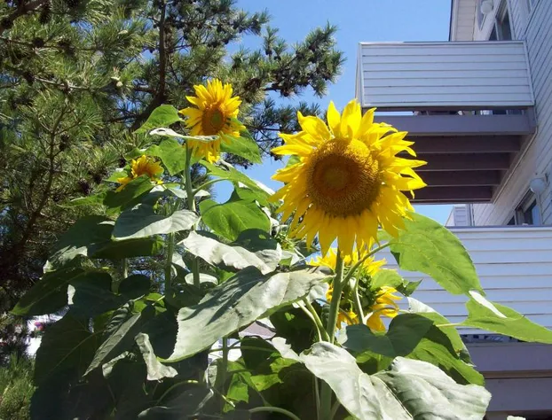 Adams Ocean Front Resort hotel detail image 2