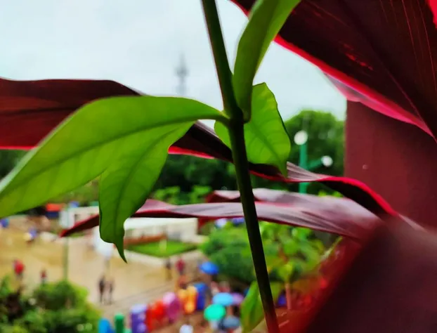 Hotel Wayak Palenque hotel detail image 3