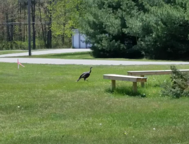 North Winds Lodge hotel detail image 3