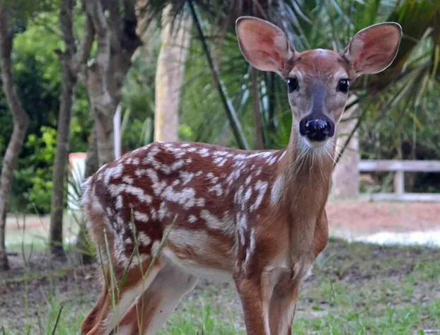 Newly Updated Poolside Studio Steps From Beach, Sandbar, & Tennis hotel detail image 4