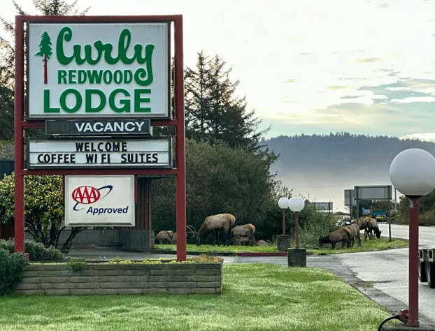 Curly Redwood Lodge hotel detail image 4