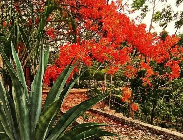 Xkopek Camping hotel detail image 2