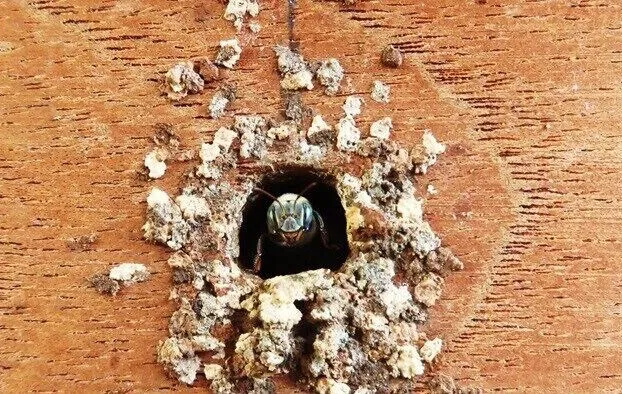 Xkopek Camping hotel detail image 4