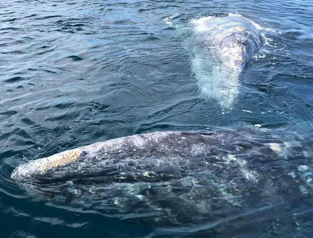 Hotel alcatraz hotel detail image 4