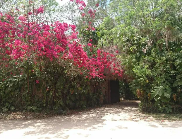 Jungle Lodge CANCUN AEROPUERTO hotel detail image 2