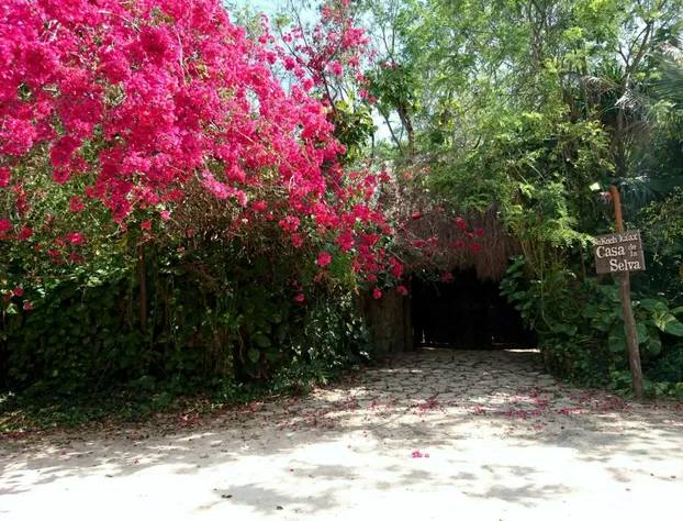 Jungle Lodge CANCUN AEROPUERTO hotel detail image 4