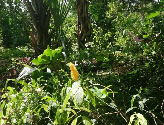 Mayan Bungalow Near Chichén Itza hotel detail image 3