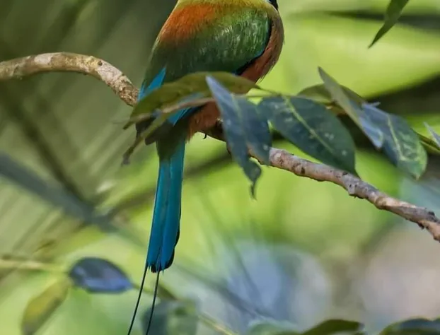 Mayan Bungalow Near Chichén Itza hotel detail image 4