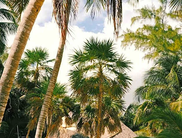 Hotel Cielo y Selva hotel detail image 2