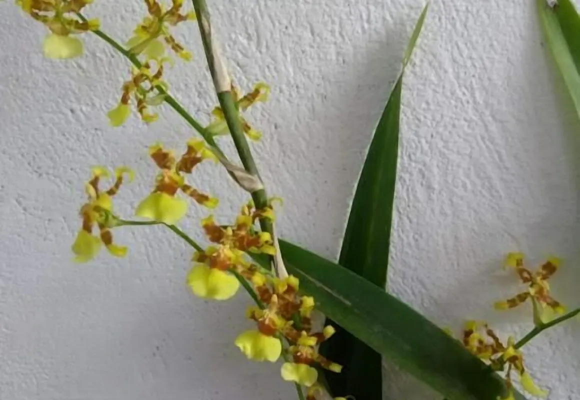 Posada Ixchel hotel hero