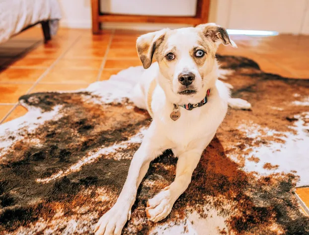 Pecos Trail Inn hotel detail image 3