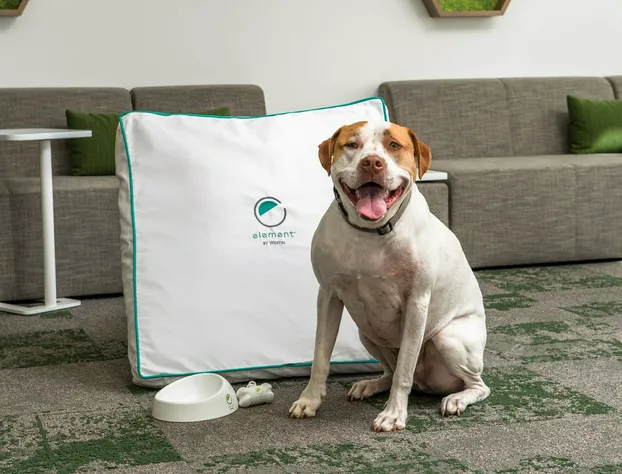 Element San Jose Milpitas hotel detail image 2