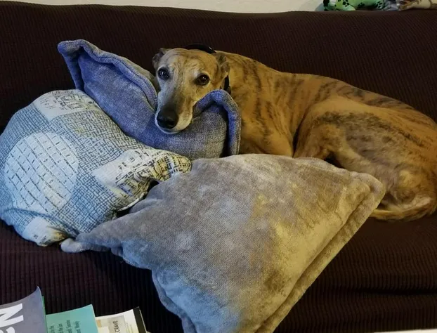 Cap Sante Inn hotel detail image 1