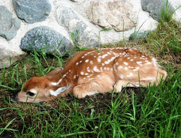 Rendezvous Lodge hotel detail image 3