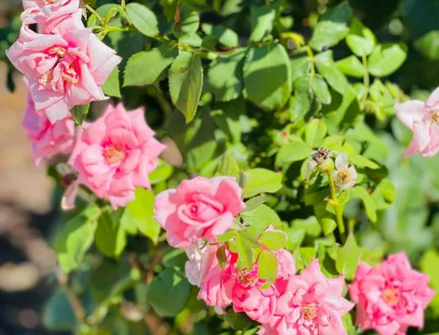 Payless Inn hotel detail image 4