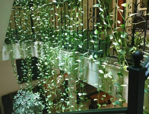 Hotel Savaro hotel detail image 3