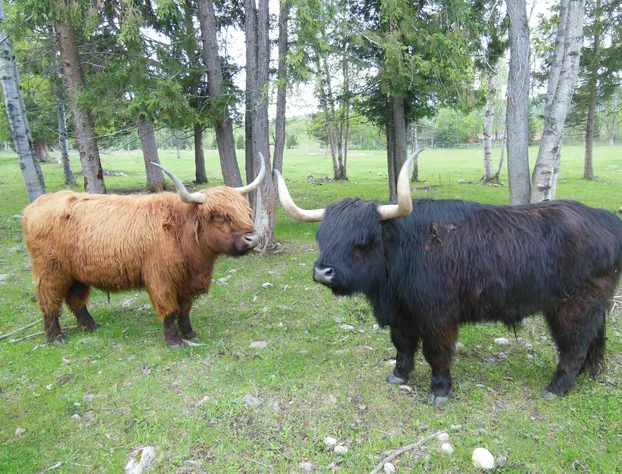 Fort Wells Gray Rustic Cabins Hostel hotel detail image 3