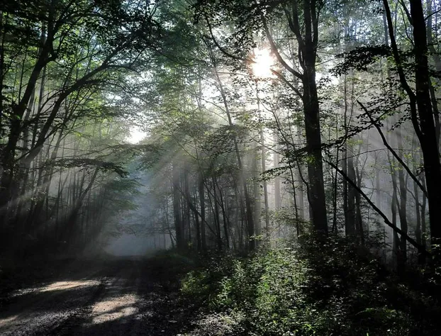 The Hive Lodge with views of the Smokies hotel detail image 1