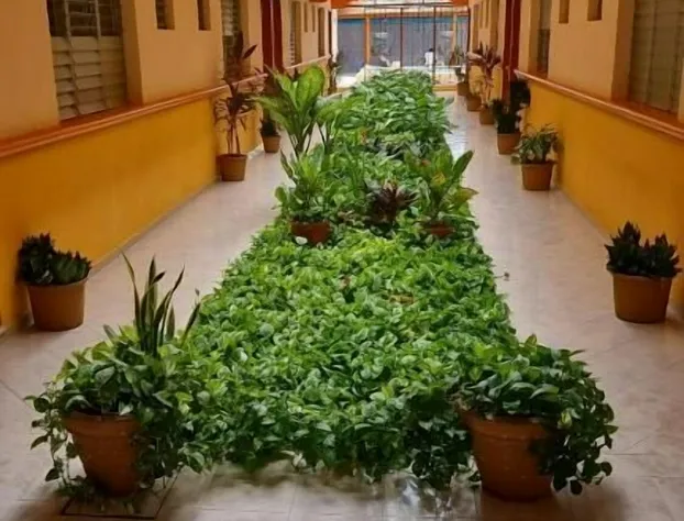 Hotel Isla Esmeralda hotel detail image 3