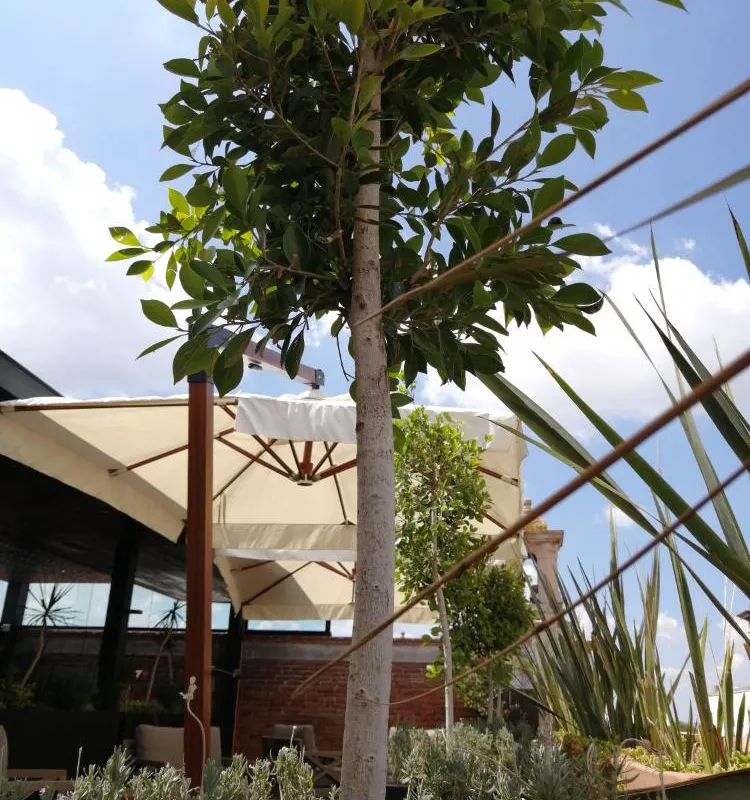 Hotel Boutique Rayón 50 hotel hero