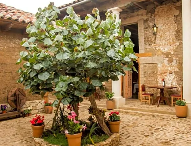 Hotel Casa de Gandhi hotel detail image 1