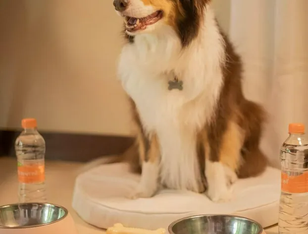 Viceroy Riviera Maya, a Luxury Villa Resort - Adults Only hotel detail image 3