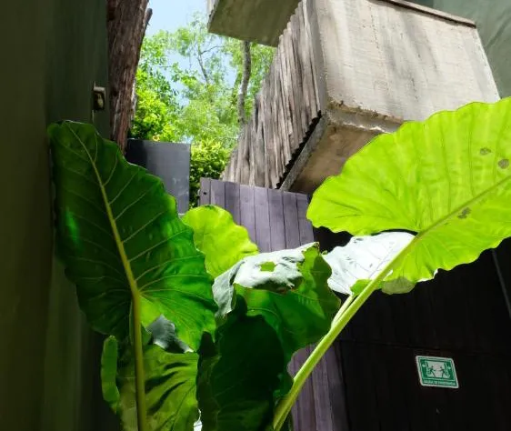 Loba Tulum Male Only hotel detail image 4