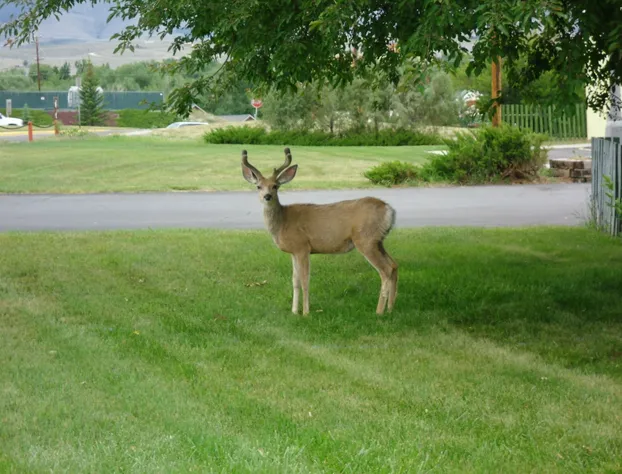 Holiday Lodge Motel hotel detail image 4