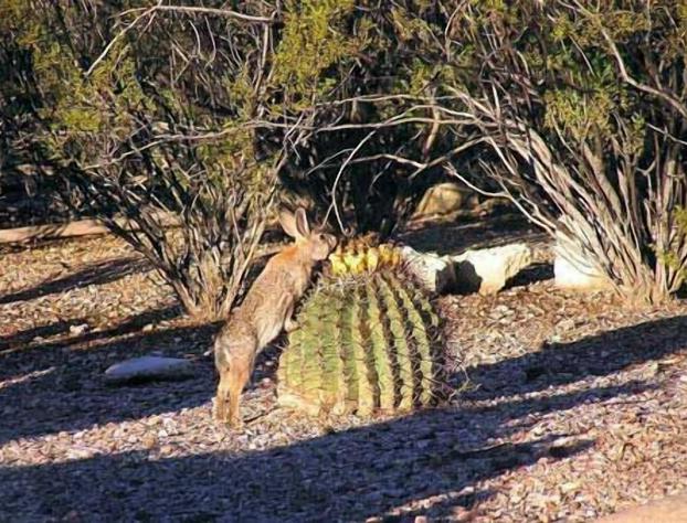 Cactus Cove hotel detail image 3