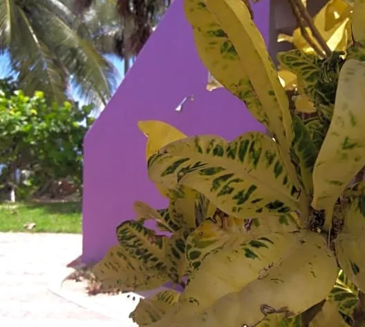 Margarita del Sol Costa Maya hotel detail image 4