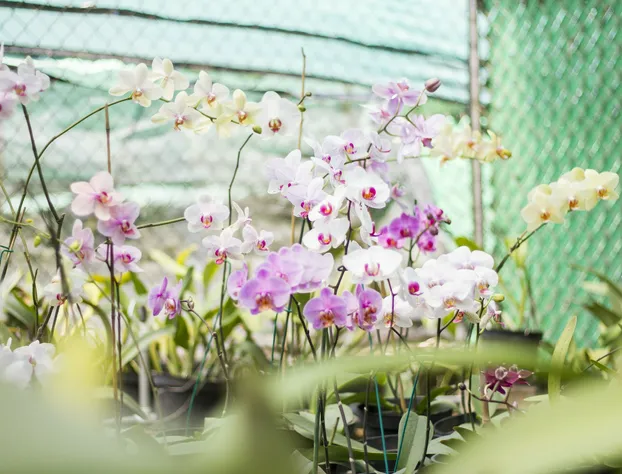 Hotel Posada Loma hotel detail image 3