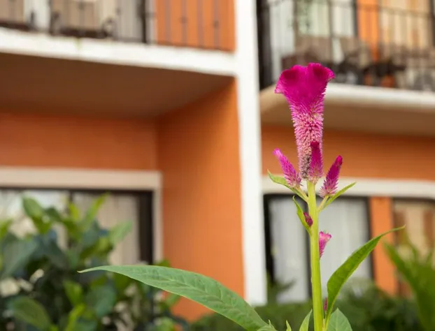 Flamingo Vallarta Hotel & Marina hotel detail image 3