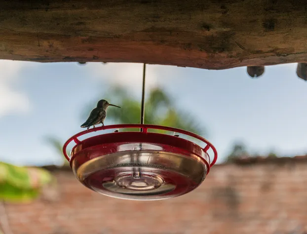 Hotel Posada del Hidalgo by Balderrama Hotel Collection hotel detail image 2