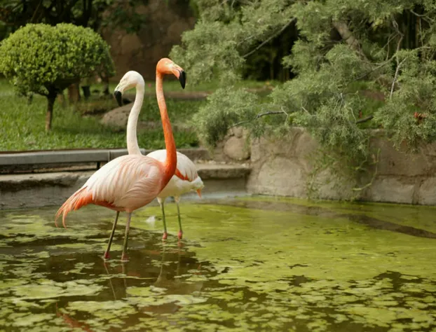 Las Mananitas Hotel Garden Restaurant and Spa hotel detail image 2