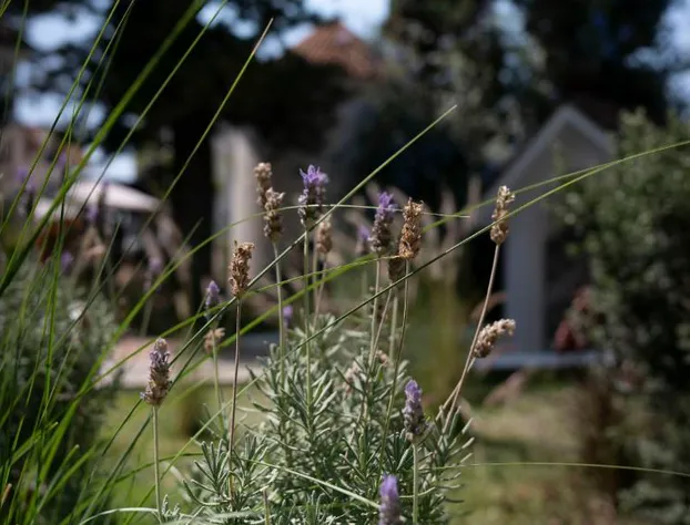 Casa Bonita Hotel & Luxury Residence hotel detail image 4