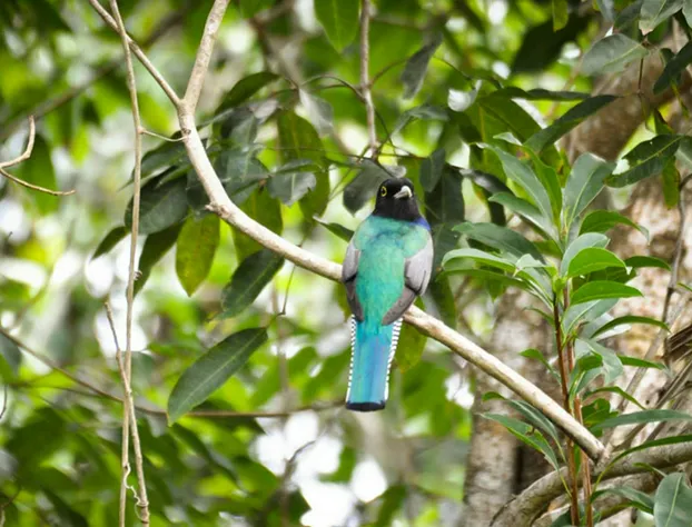 Jolie Jungle Eco Hotel hotel detail image 1