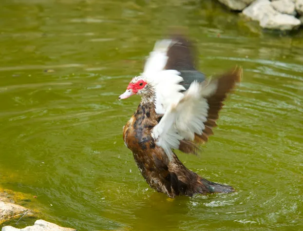 Villa Tortugas hotel detail image 1