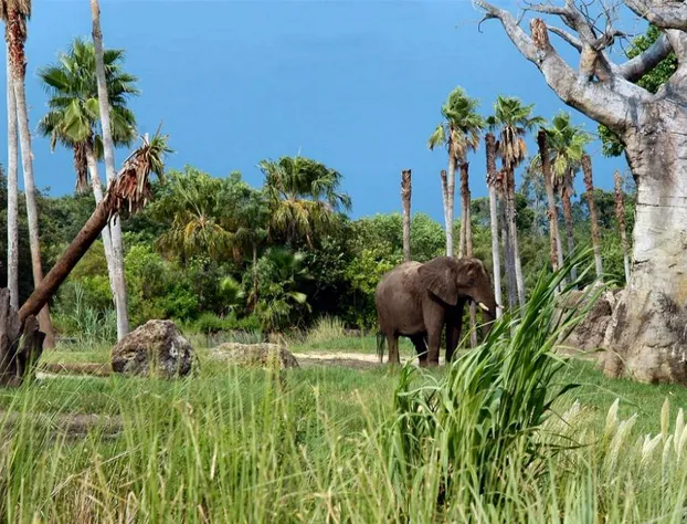 The Fountains Resort by ResortShare hotel detail image 3