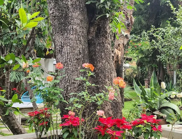 Casa Limon hotel detail image 4