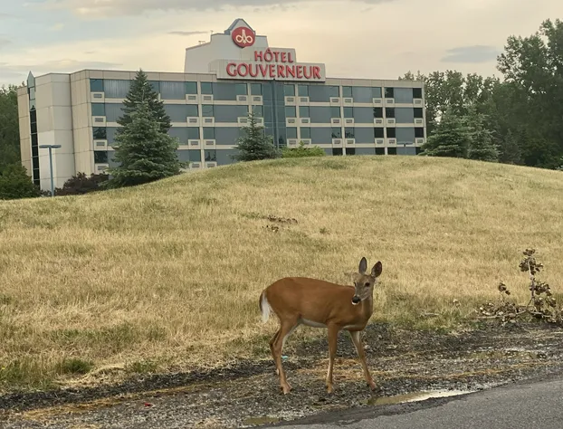 Hôtels Gouverneur Montréal - Île Charron hotel detail image 1