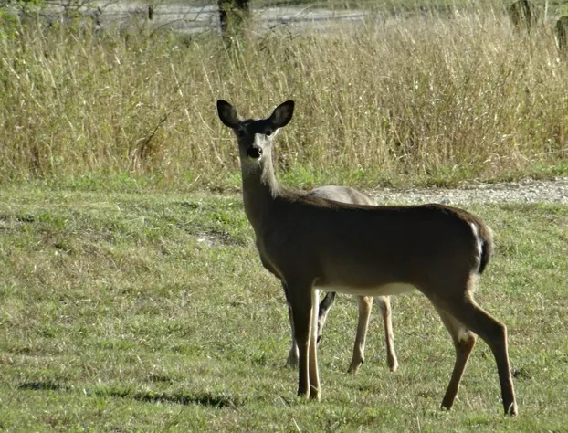 Kuebler Waldrip Haus B&B hotel detail image 4