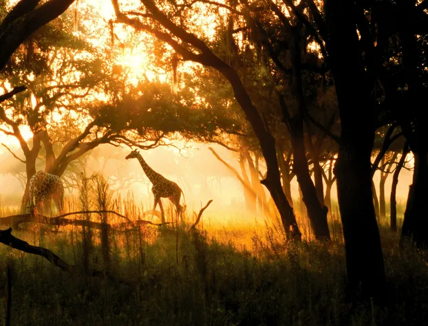 Disney's Animal Kingdom Lodge hotel detail image 1