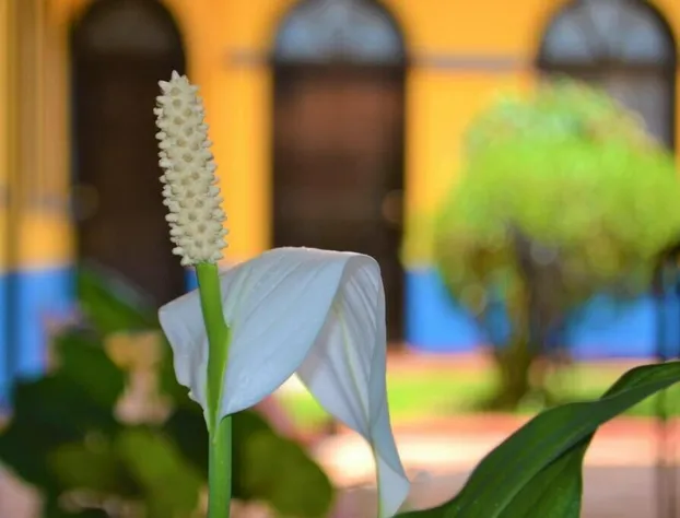 Hotel Delfín hotel detail image 1