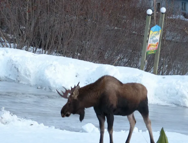 Alaska Halcyon Heights Inn hotel detail image 2