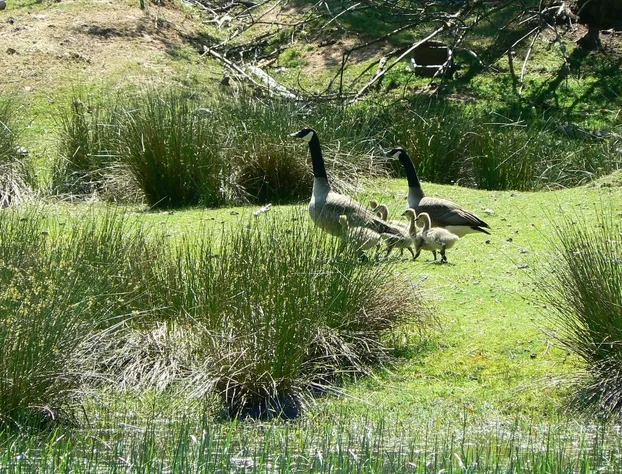 Misty Meadows B&B hotel detail image 3