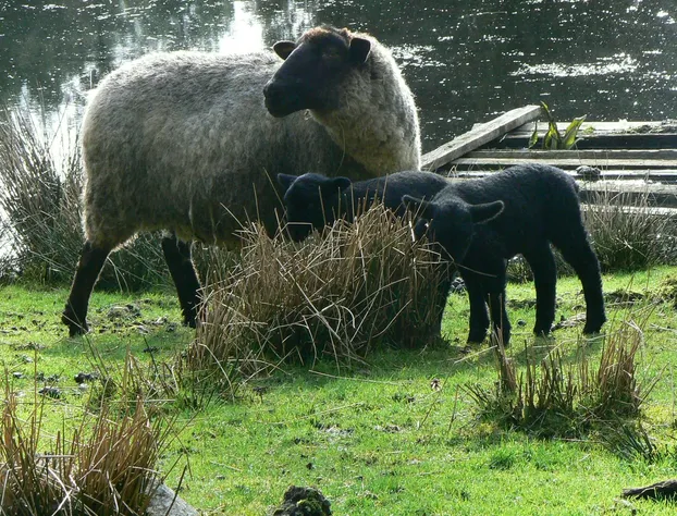 Misty Meadows B&B hotel detail image 4