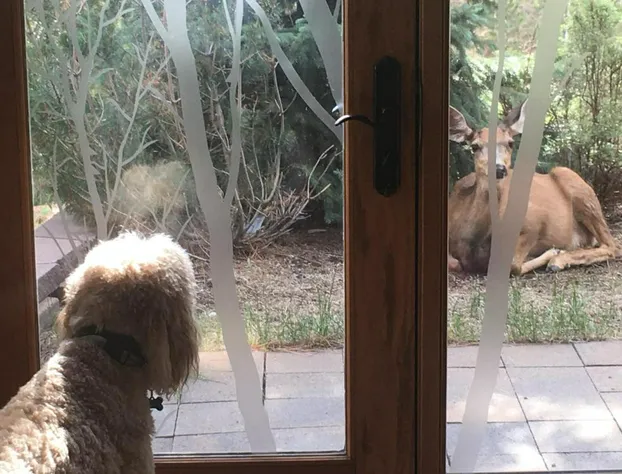 Rampart Range Resort hotel detail image 2