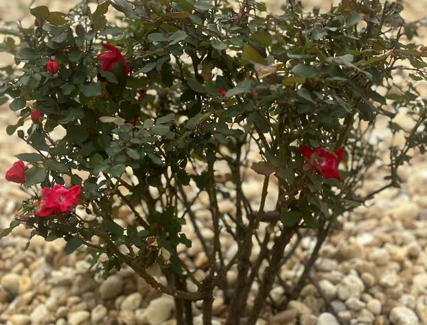 Green Garden Inn hotel detail image 4