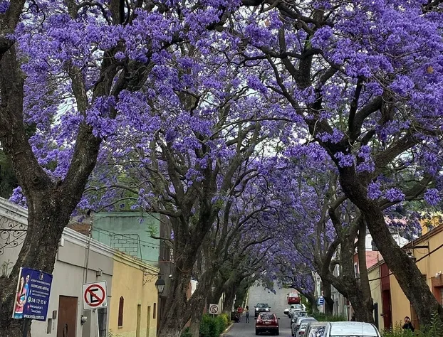 Mesón Santa Rosa hotel detail image 2