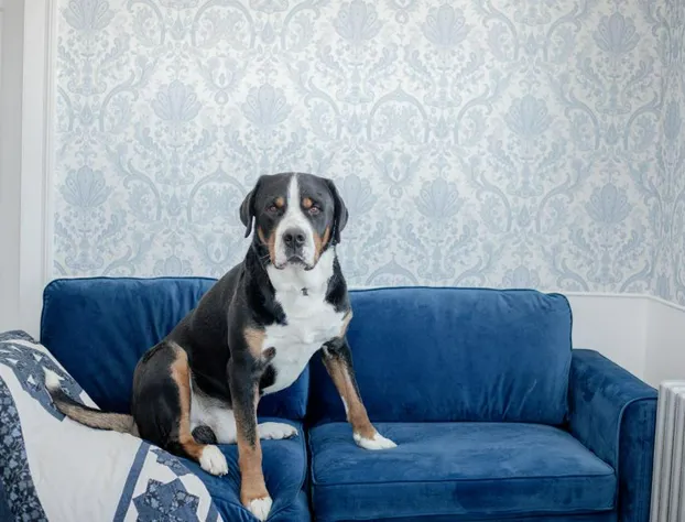 Blue Bear Inn hotel detail image 3